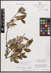 Salix bicolor Ehrh. ex Willd.